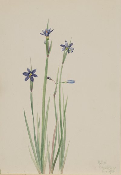 Blåögt gräs Sisyrinchium angustifolium, 1920. av Mary Vaux Walcott