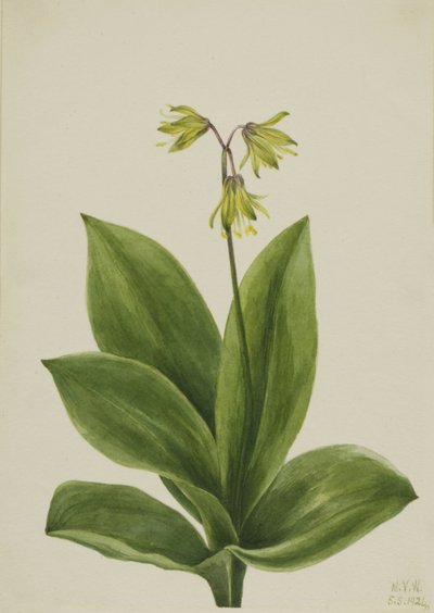 Blue Bead Clintonia borealis, 1924. av Mary Vaux Walcott