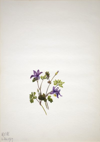 Blå akleja (Aquilegia saximontana) av Mary Vaux Walcott