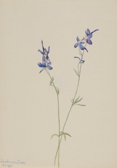 Blå lärkspirea (Delphinium nuttallianum) av Mary Vaux Walcott