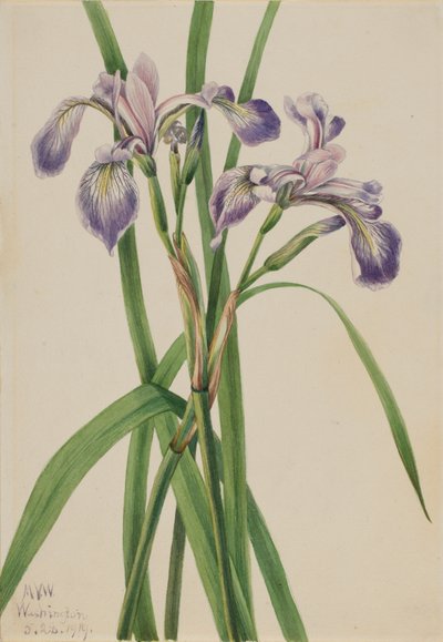 Blueflag Iris Iris versicolor, 1919. av Mary Vaux Walcott