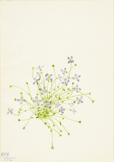 Blåsippor (Houstonia serpyllifolia) av Mary Vaux Walcott