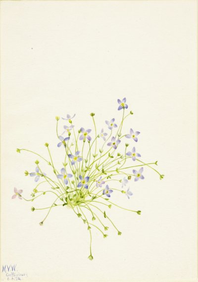 Bluets Houstonia serpyllifolia, 1934. av Mary Vaux Walcott