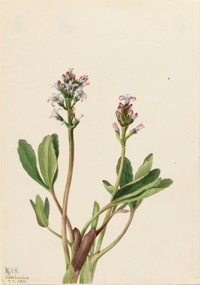 Bogböna (Menyanthes trifoliata) av Mary Vaux Walcott