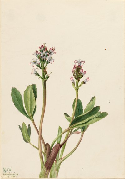 Bogbean Menyanthes trifoliata, 1925. av Mary Vaux Walcott