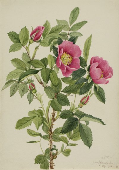 Rosenknopp (Rosa bourgeauiana) av Mary Vaux Walcott