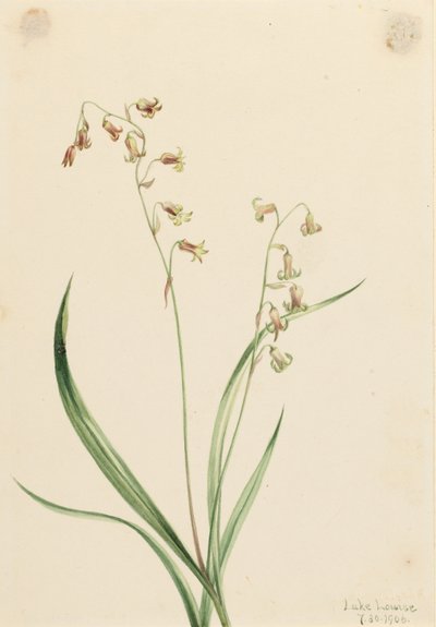 Bronsblommor (Stenanthium occidentale) av Mary Vaux Walcott
