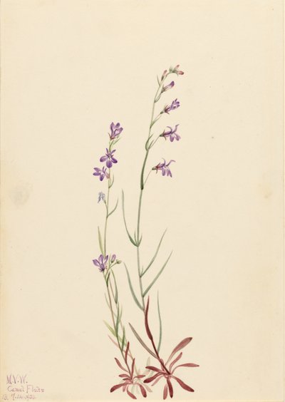 Bäcklobelia (Lobelia kalmii) av Mary Vaux Walcott