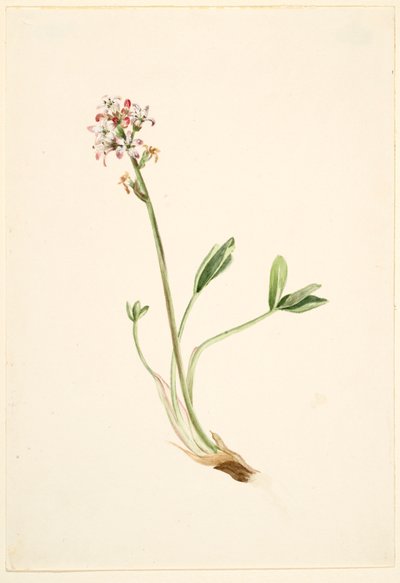 Bokböna (Menyanthes trifoliata) av Mary Vaux Walcott