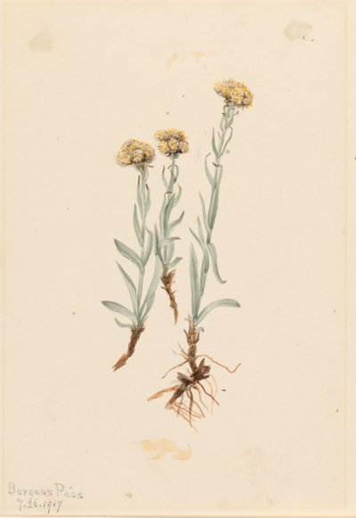 Buffelmusslor (Antennaria luzuloides) av Mary Vaux Walcott
