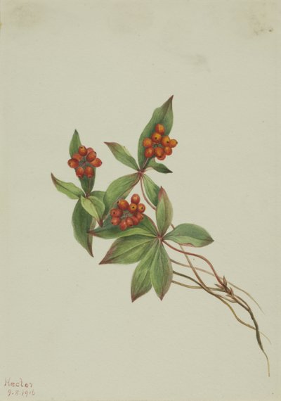 Bunchberry Horn of Canada, 1916. av Mary Vaux Walcott