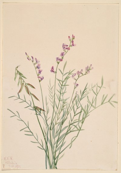 Burgess mjölkkrasse (Astragalus bourgovii) av Mary Vaux Walcott
