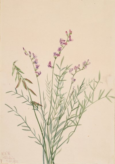 Burgess Milkvetch Astragalus bourgovii, 1922. av Mary Vaux Walcott