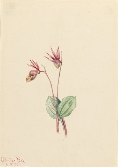 Calypso (Cytherea bulbosa) av Mary Vaux Walcott