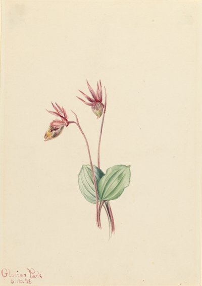 Calypso Cytherea bulbosa, 1916. av Mary Vaux Walcott