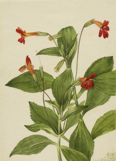 Cardinal Monkey Flower Mimulus cardinalis, 1927. av Mary Vaux Walcott