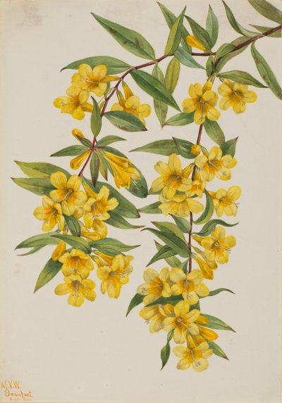 Carolina Jessamine (Gelsemium sempervirens) av Mary Vaux Walcott