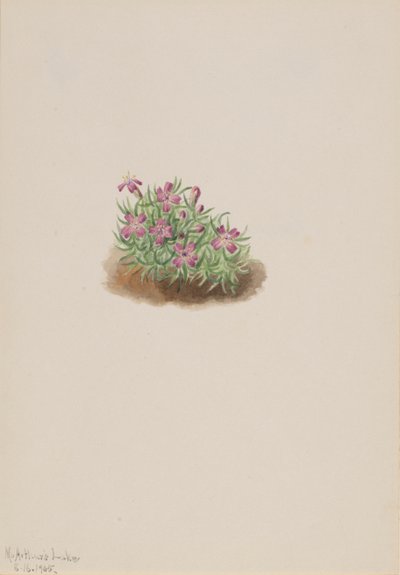 Matta Rosa Silene acaulis, 1905. av Mary Vaux Walcott