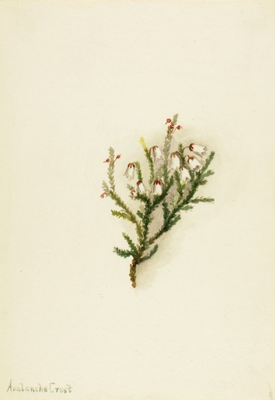 Cassiope (Cassiope mertensiana) av Mary Vaux Walcott