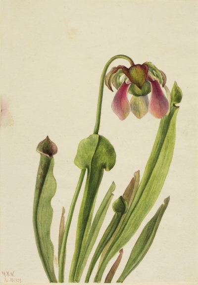 Catesby krukväxt (Sarracenia catesaei) av Mary Vaux Walcott