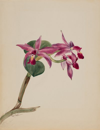 Cattleya stolt, 1881. av Mary Vaux Walcott