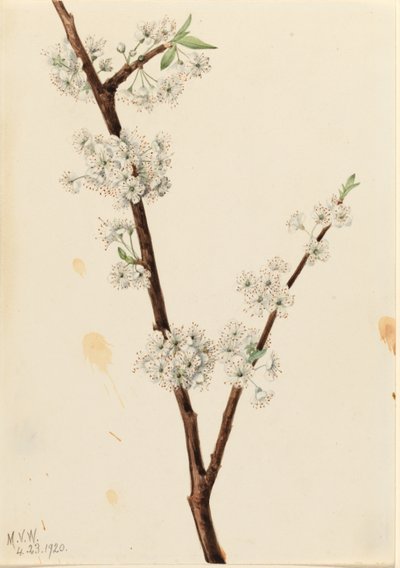 Chickasaw-plommon (Prunus angustifolia) av Mary Vaux Walcott