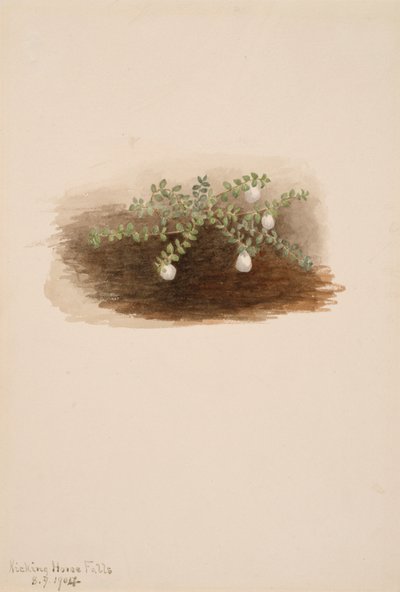 Chiogenes hispidula, 1904. av Mary Vaux Walcott