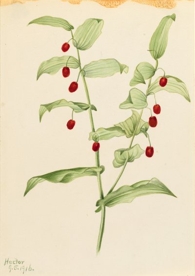 Streptopus amplexifolius (klamrande tvinnad stjälk) av Mary Vaux Walcott
