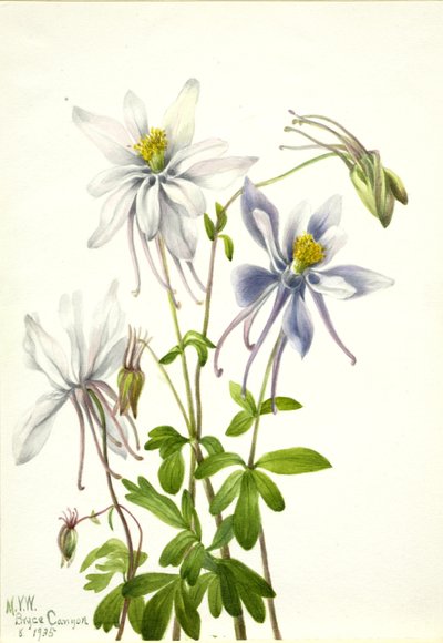 Columbine (Aquilegia ecalcarata) av Mary Vaux Walcott