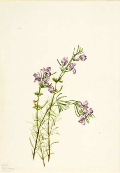 Conradina verticillata, 1934. av Mary Vaux Walcott