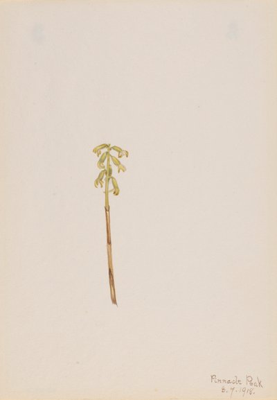 Corathorhiza corallorhiza av Mary Vaux Walcott