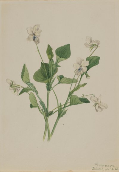 Cream Violet Viola striata, 1918. av Mary Vaux Walcott