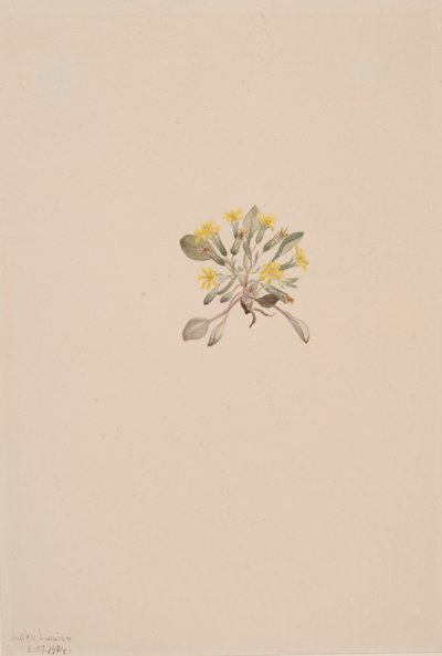 Eleganta crepes, 1904. av Mary Vaux Walcott