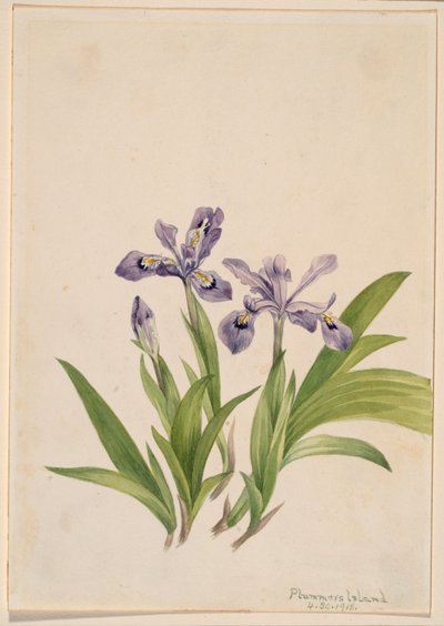 Crested Iris (Iris cristata) av Mary Vaux Walcott