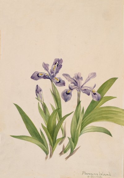 Crested Iris Iris cristata, 1918. av Mary Vaux Walcott