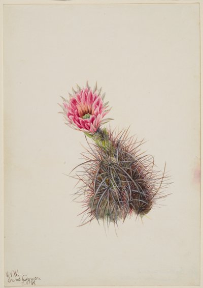 Gurkkaktus, 1939. av Mary Vaux Walcott