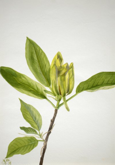 Gurkträd Magnolia scuminata, 1938. av Mary Vaux Walcott