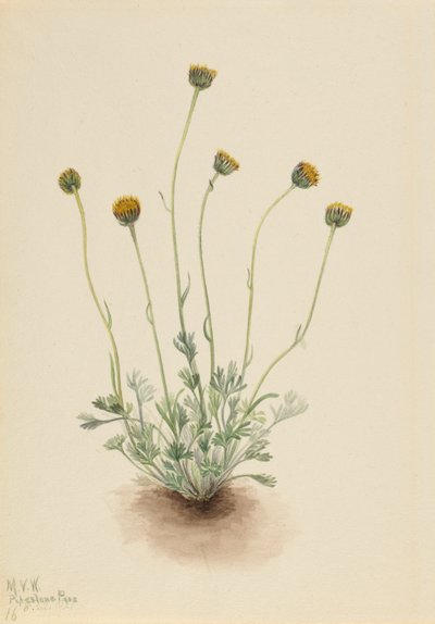 Klippt bladfibbla (Erigeron compositus nudus) av Mary Vaux Walcott