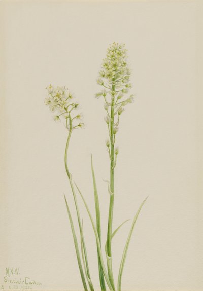 Dödskamander (Zygadenus venenosus) av Mary Vaux Walcott