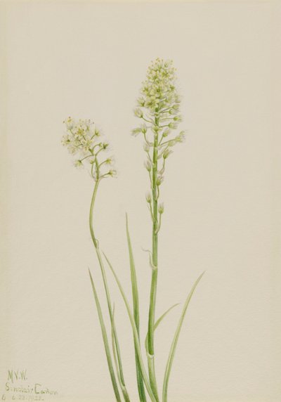 Död Camas Zygadenus venenosus, 1923. av Mary Vaux Walcott