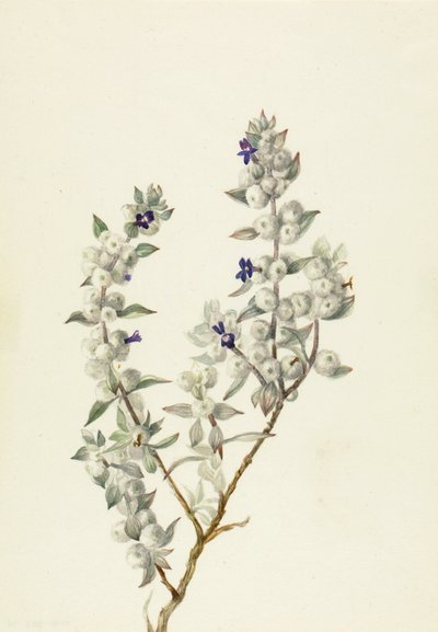 Salvia från Death Valley (Salvia funerea) av Mary Vaux Walcott
