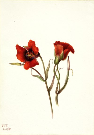 Ökenmariposa (Calochortus kennedyi) av Mary Vaux Walcott