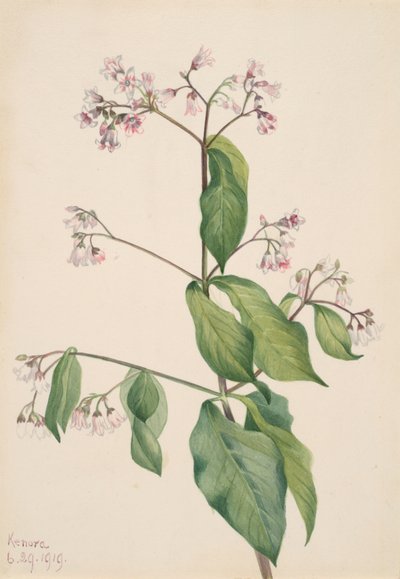Dogbane Apocyum androsaemfolium, 1919. av Mary Vaux Walcott