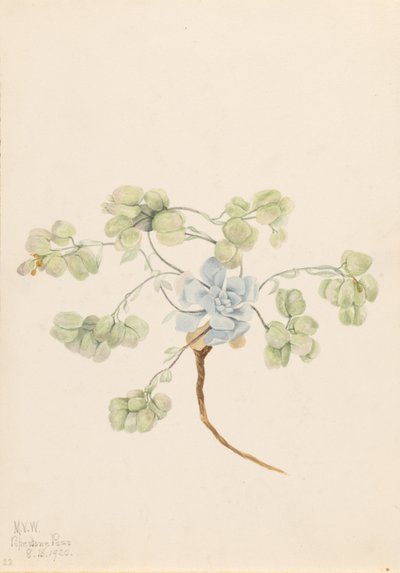 Dubbel blåstång (Physaria didymocarpa) av Mary Vaux Walcott
