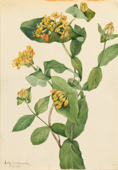 Douglas kaprifol (Lonicera glaucescens) av Mary Vaux Walcott