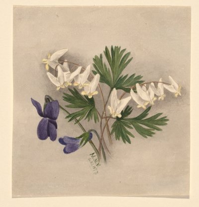 Holländarens byxor (Bikukulla cucullaria) av Mary Vaux Walcott