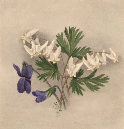 Holländarens ridbyxor Bikullaria, av Mary Vaux Walcott