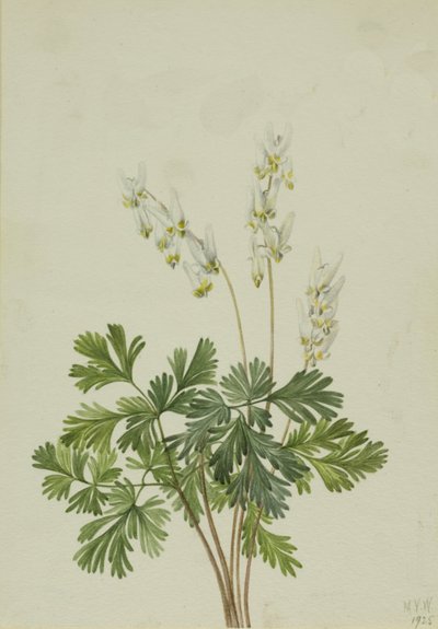 Holländarens byxor Bicullar, av Mary Vaux Walcott