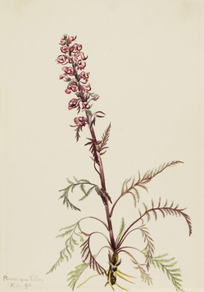 Elefanthuvud (Pedicularis groenlandica) av Mary Vaux Walcott