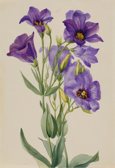 Eustoma russelianum av Mary Vaux Walcott